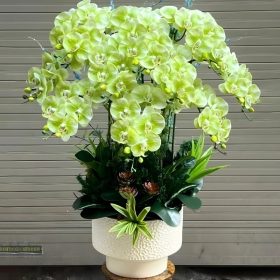 Lan Hồ Điệp Mini Xanh Lá Cây