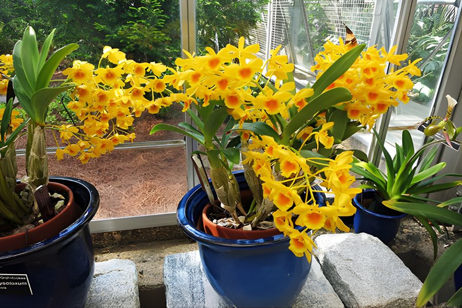 lan hoàng lạp hoa vàng