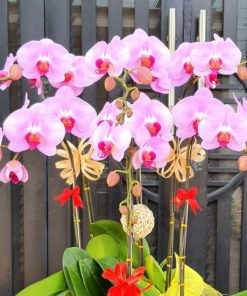 Lan Hồ Điệp Hồng Phấn