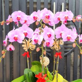 Lan Hồ Điệp Hồng Phấn