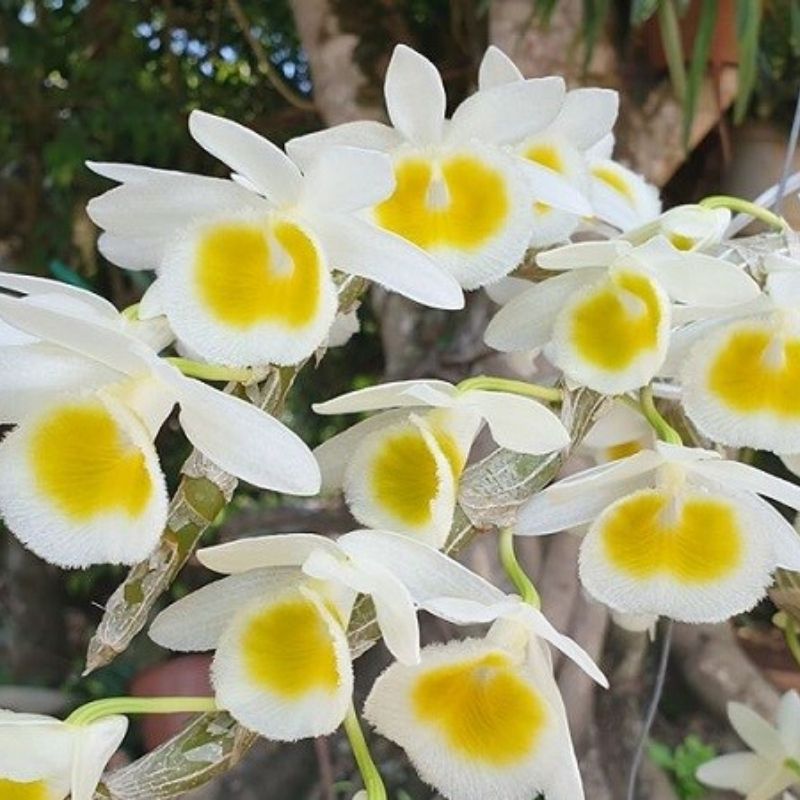 lan long tu lào cuốn hút