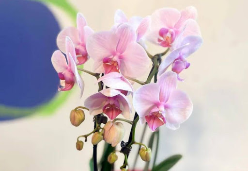 Lan màu hồng và ý nghĩa