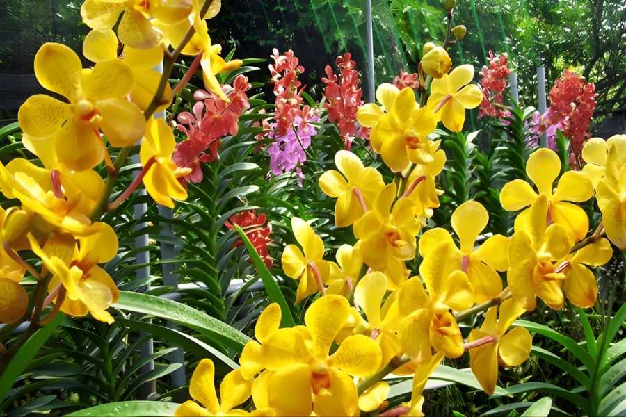 lan mokara màu rực rỡ