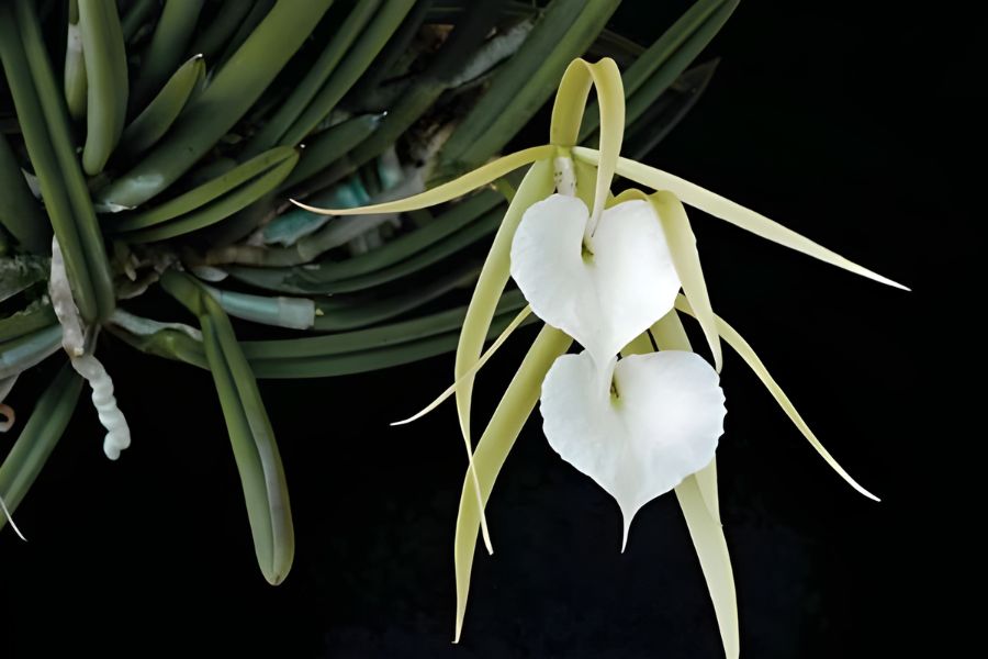 lan nữ hoàng bóng đêm thơm