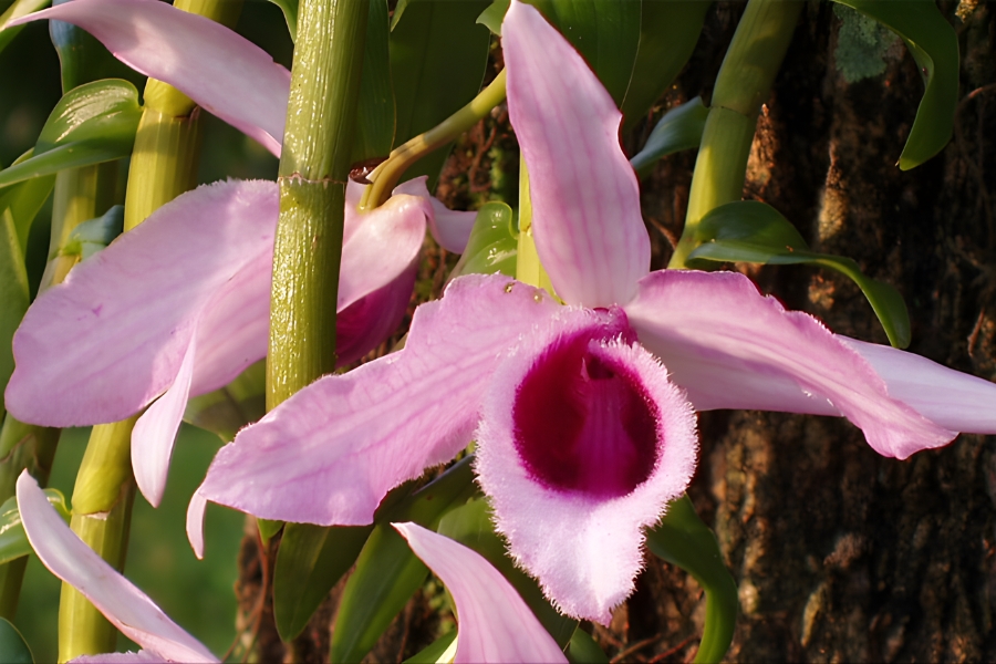 lan phi điệp giá trị cao