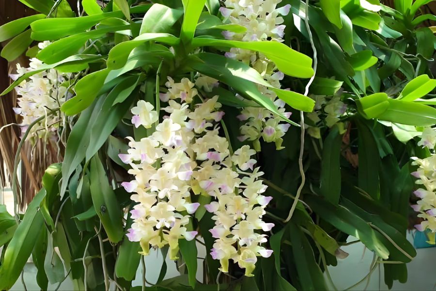 lan tam bảo sắc chùm dài