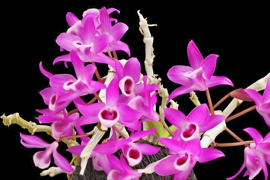 lan trầm rồng đỏ thơm