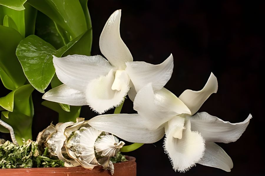 lan trầm trắng hoa trắng