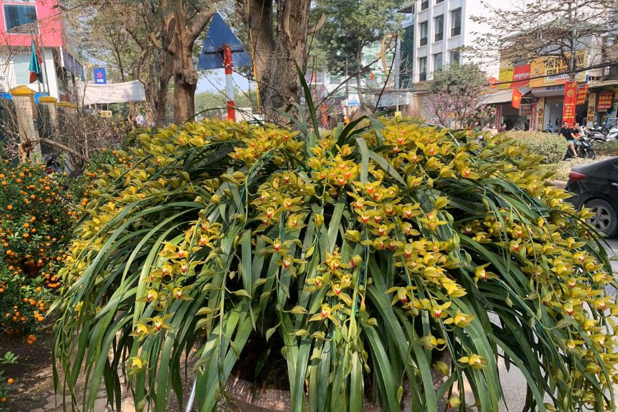 lan trần mộng hương ngọt