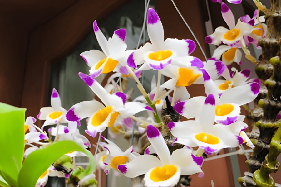 lan trúc phật bà dáng đốt