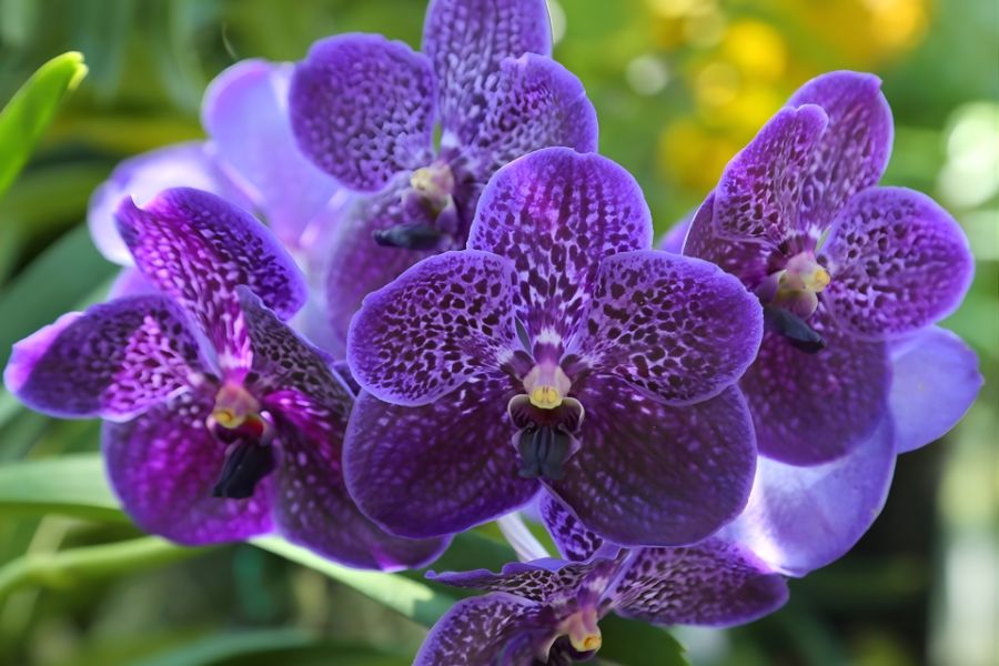 lan vanda rễ gió khỏe