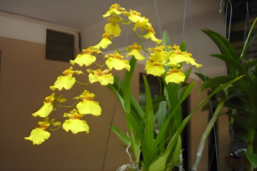 lan vũ nữ chùm hoa rủ