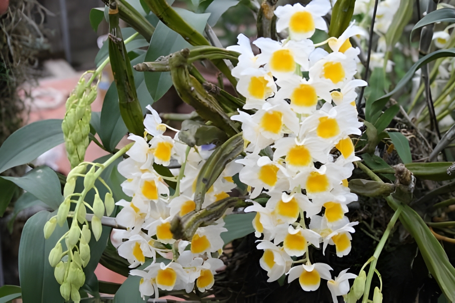 lan long tu lào thơm