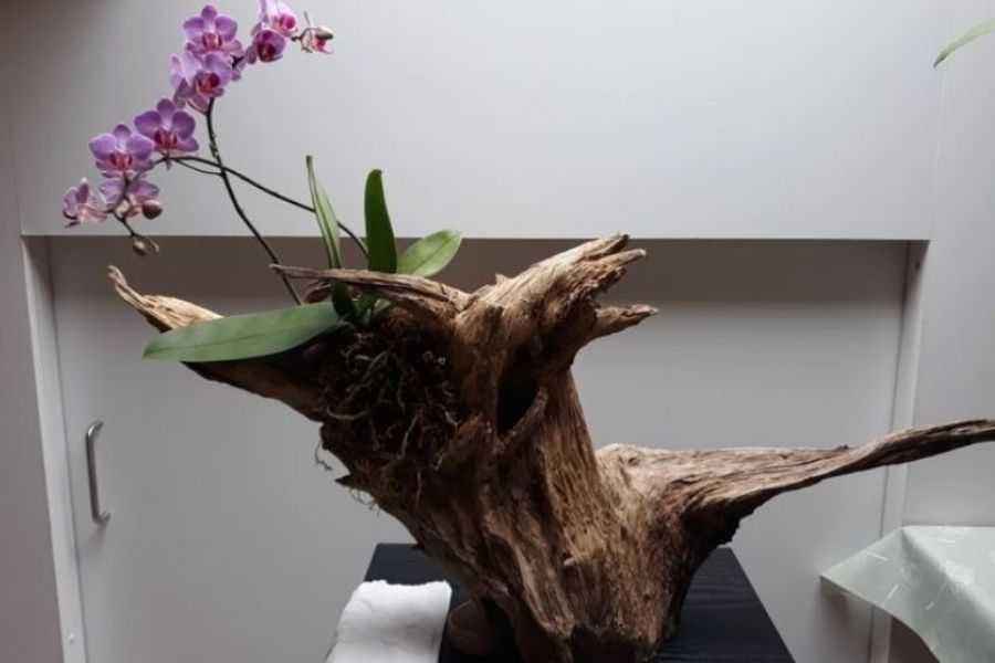 Chọn giống lan chất lượng khi ghép