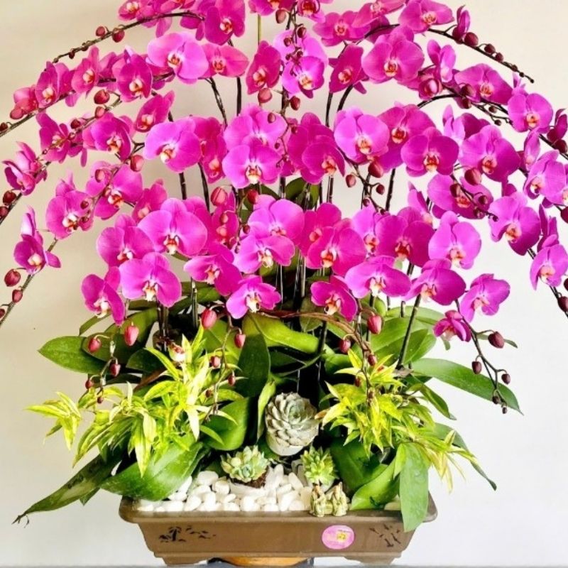 luu y sau khi ghep giup hoa ho diep phat trien khoe ra hoa dep