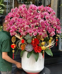 hoa lan hồ điệp phòng khách