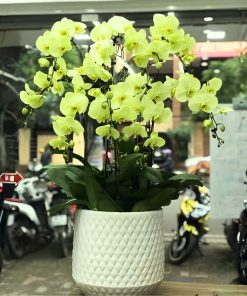 ý nghĩa màu hoa lan hồ điệp