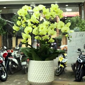 Lan Hồ Điệp Mini Xanh