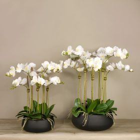 Lan Hồ Điệp Mini 40cm