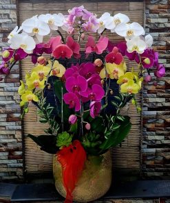 quà mừng lan hồ điệp