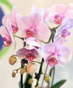 mot so luu y khi cham lan de lan tuoi lau 2