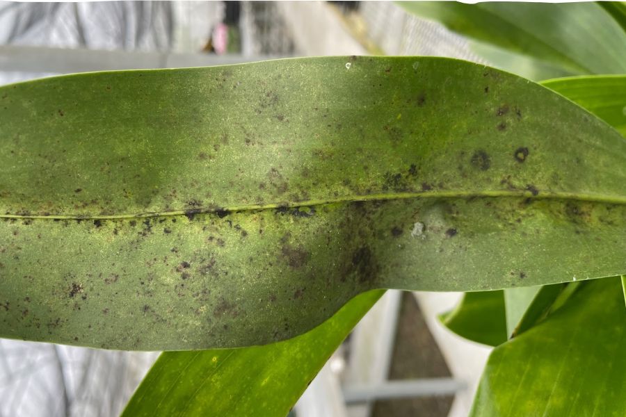 Lá lan dính muội than