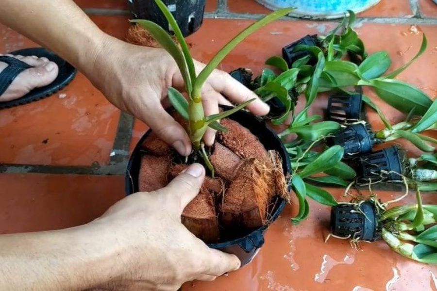 Chọn chậu đất nung trồng lan