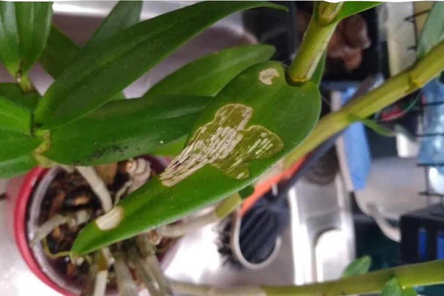 Sâu non cắn hoa lan