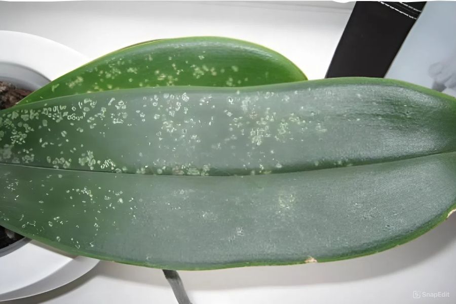 Nhện đỏ phá lá lan