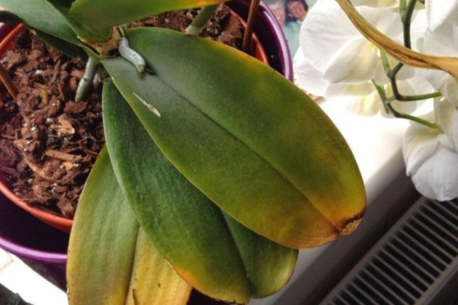 Vi khuẩn và nhiễm trùng