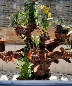 Nhóm lan đơn thân ghép gỗ