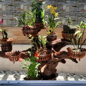 Nhóm lan đơn thân ghép gỗ