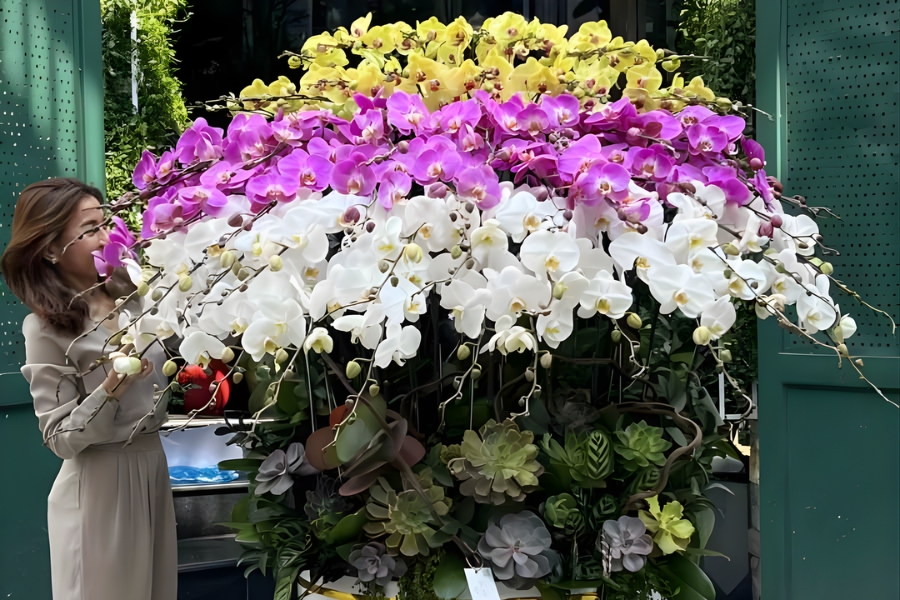 ý nghĩa lan hồ điệp và quà tặng