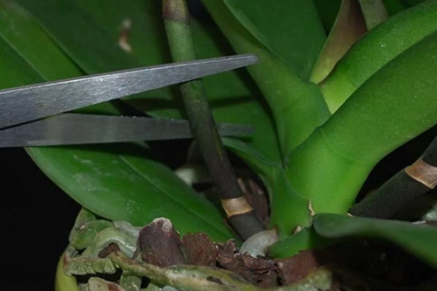 Dùng chất kích thích giúp đẻ nhánh