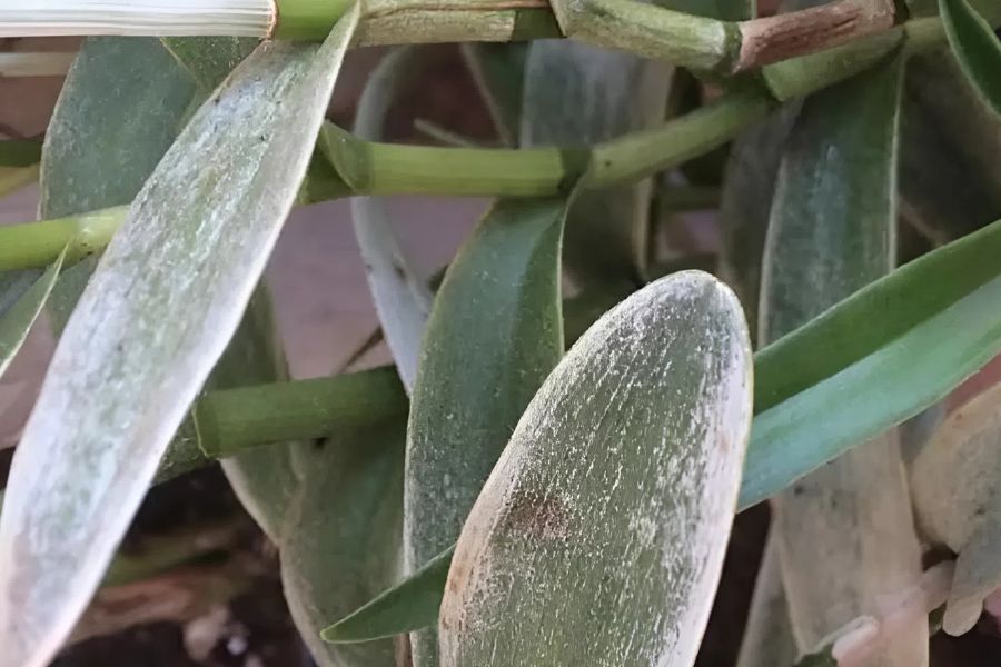 Lan hồ điệp bị phấn trắng