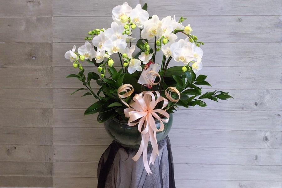 Phụ kiện trang trí hoa lan