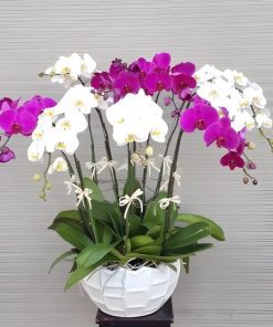 chậu cắm hoa lan hồ điệp