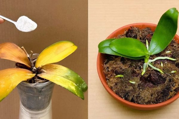 lan hồ điệp bị vàng lá