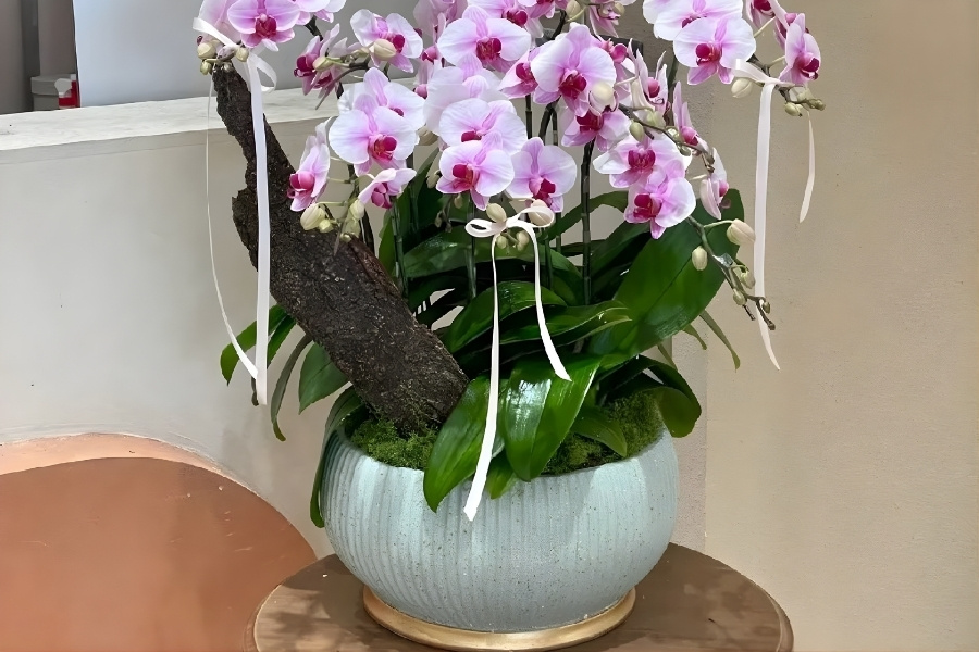 Quy trình trồng lan chậu sứ