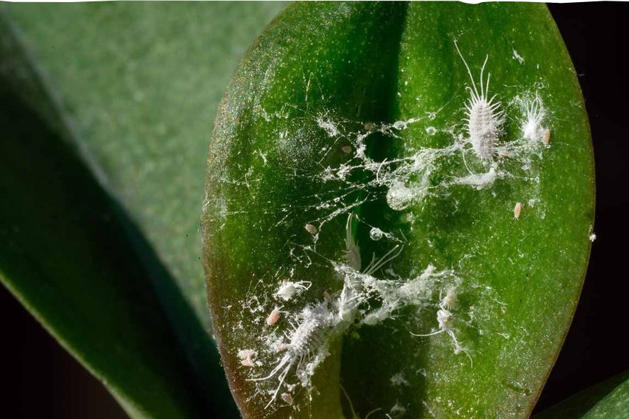 Lan hồ điệp có rầy bông