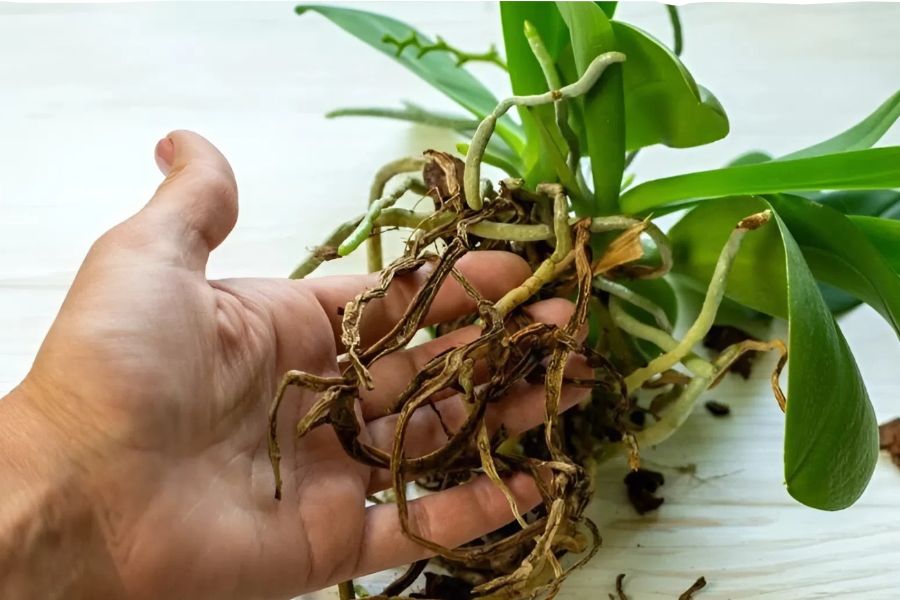 Rễ lan bị thối héo