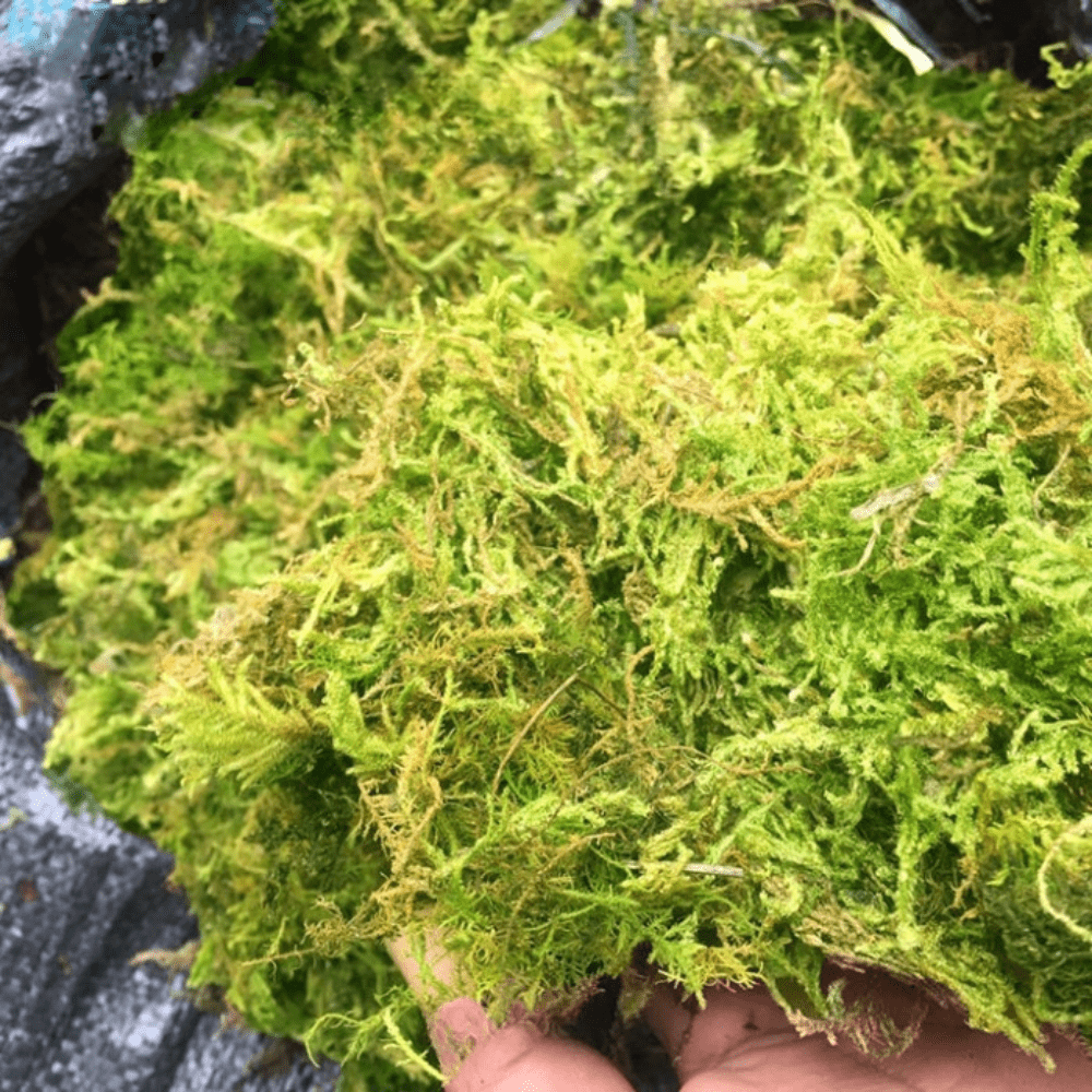 rêu rừng giá thể lan hồ điệp