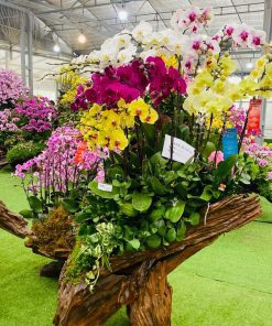 Mẫu gỗ lũa ghép đẹp