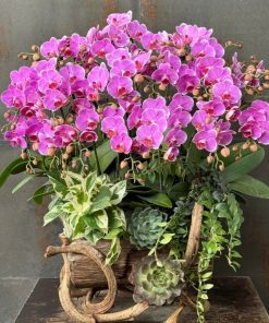 Lan hồ điệp sang trọng