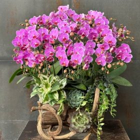 Lan Hồ Điệp Mini 7 Màu