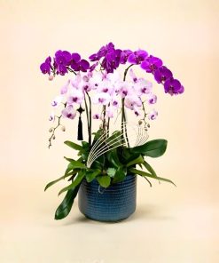 Hoa lan hồ điệp cao cấp