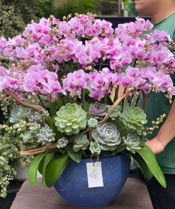 Lan Hồ Điệp Mini 0.3 Lan hồ điệp mini làm quà