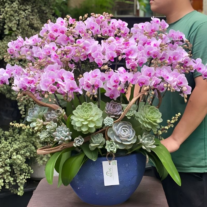 Lan Hồ Điệp Mini 0.3 Lan hồ điệp mini làm quà