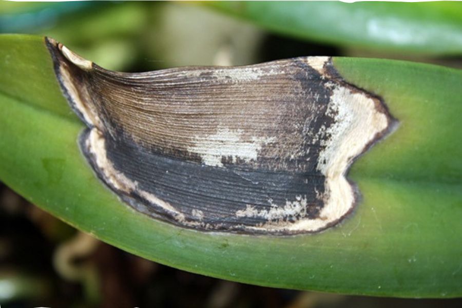 Lan bị thán thư đốm vòng