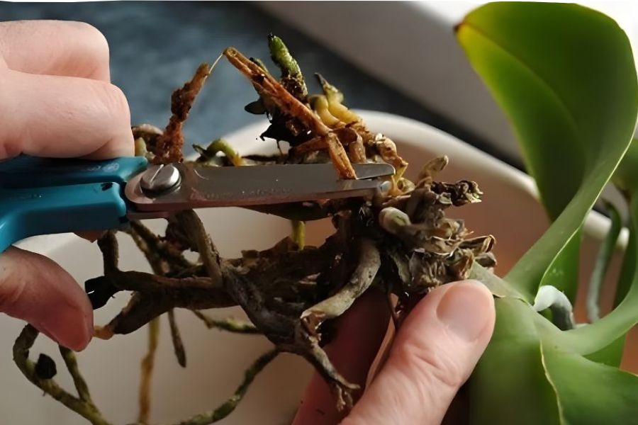 Kỹ thuật cắt tỉa lan